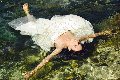 Foto Victoria Luxo Annunci Video Transescort Alba Adriatica - 49